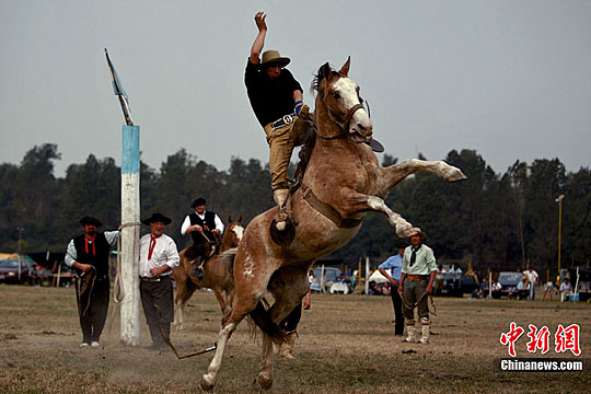 包含马术表演惊险刺激，牵动人心的词条