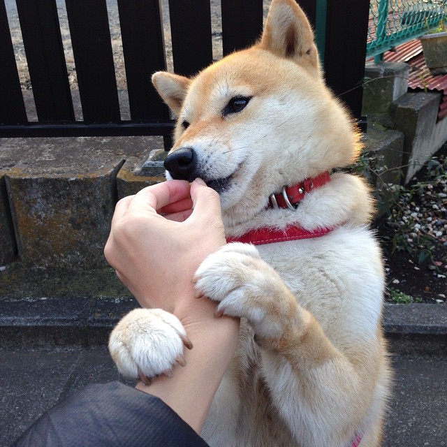 双重奏鸣,森林狼冷雨浇灭开拓者,拉梅洛在聚光灯下正名