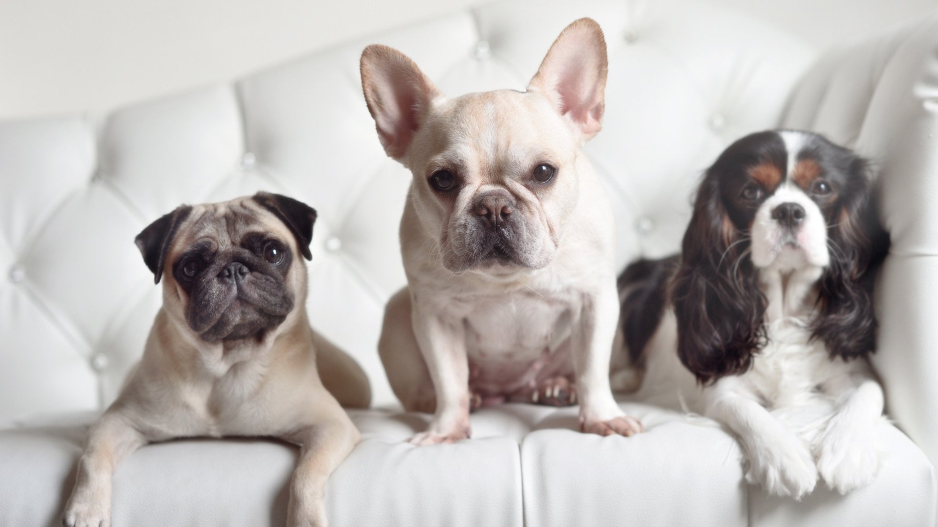 加勒比飓风掀翻非洲猎豹,布雷默的隐刃决定了结局