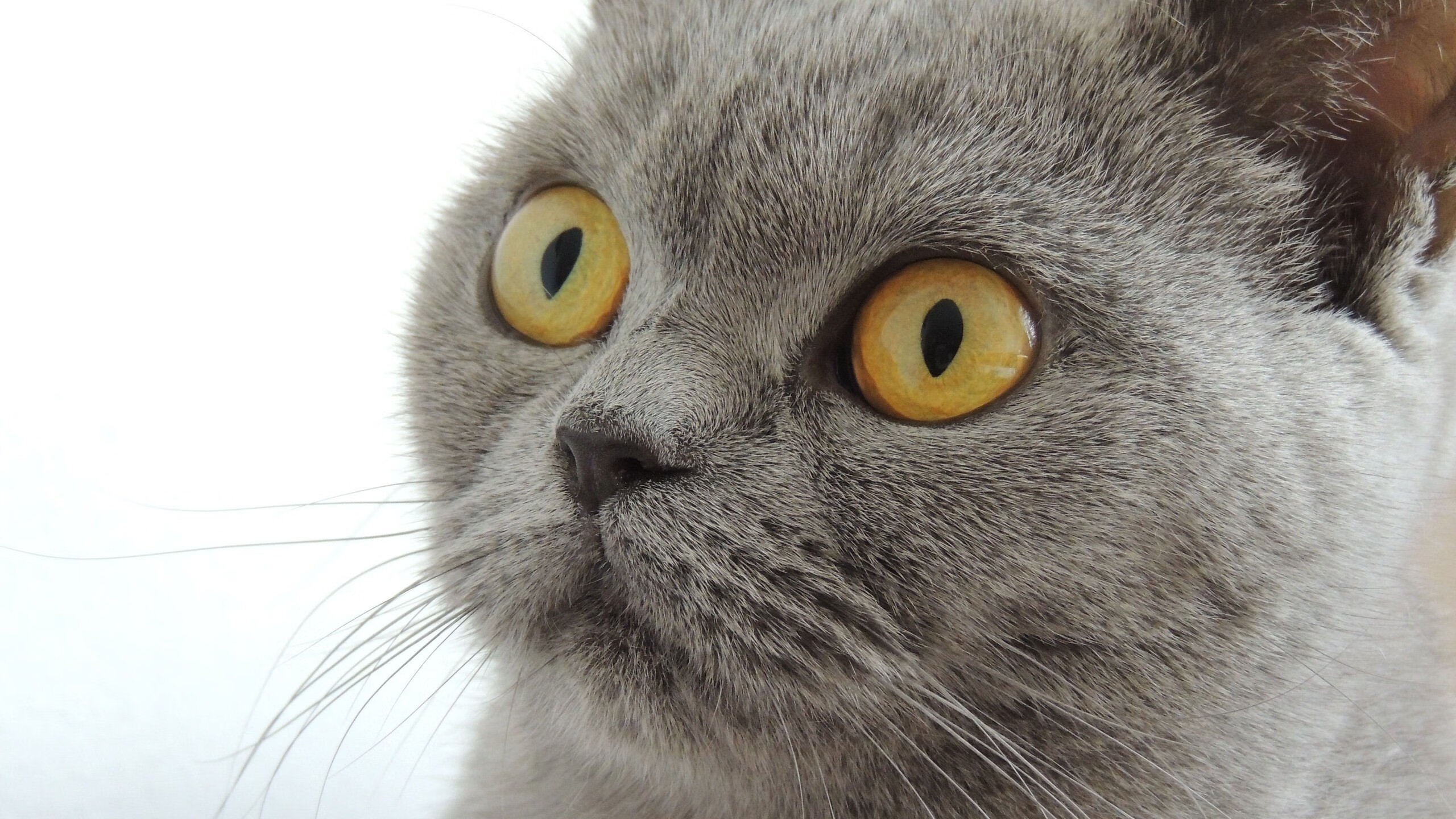 欧冠淘汰赛惊世对决，北京队血拼快船，跨界大战引爆全球