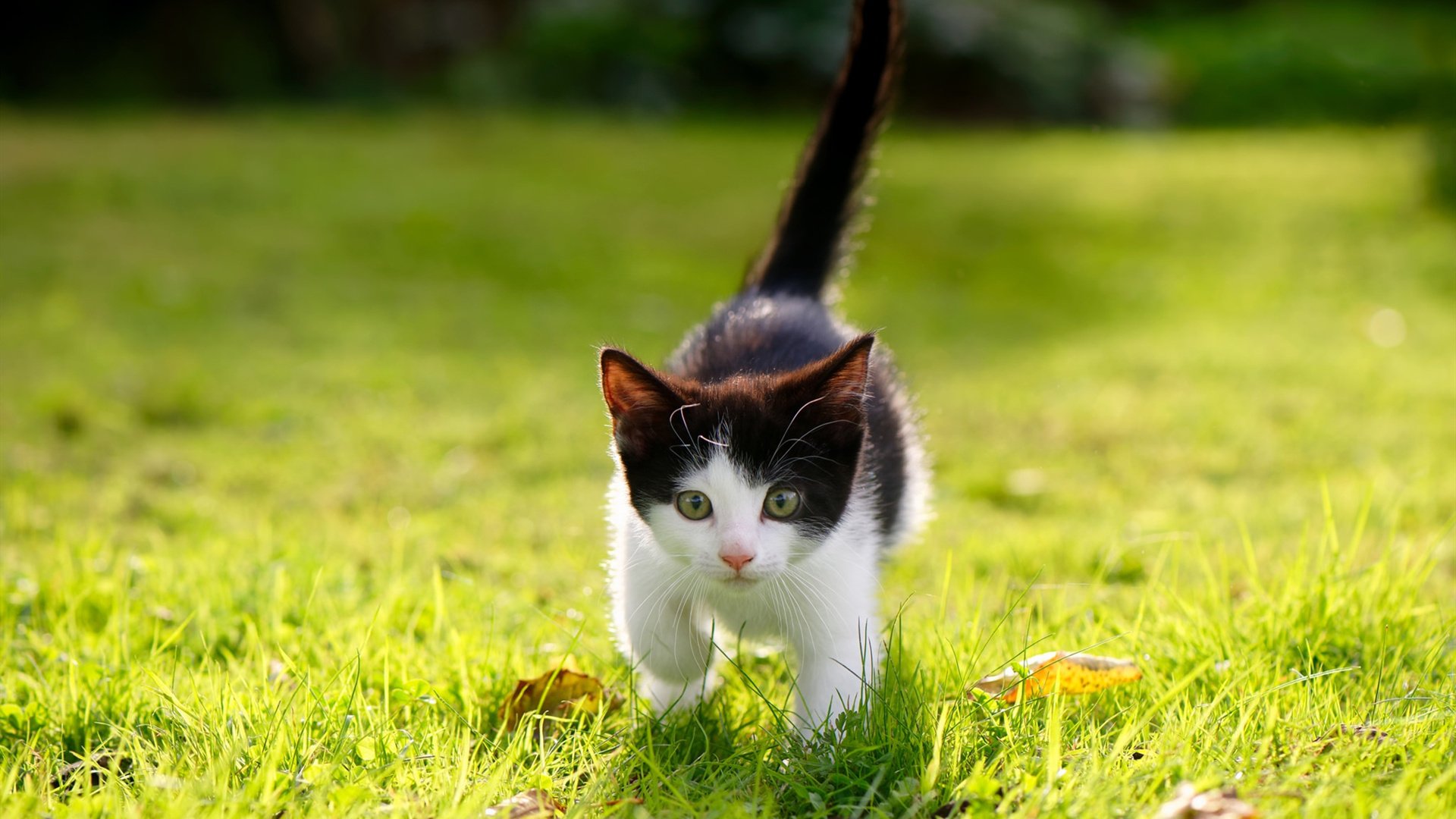 西决生死战焦点战，德国队3-0狂胜阿森纳，晋级之路势不可挡