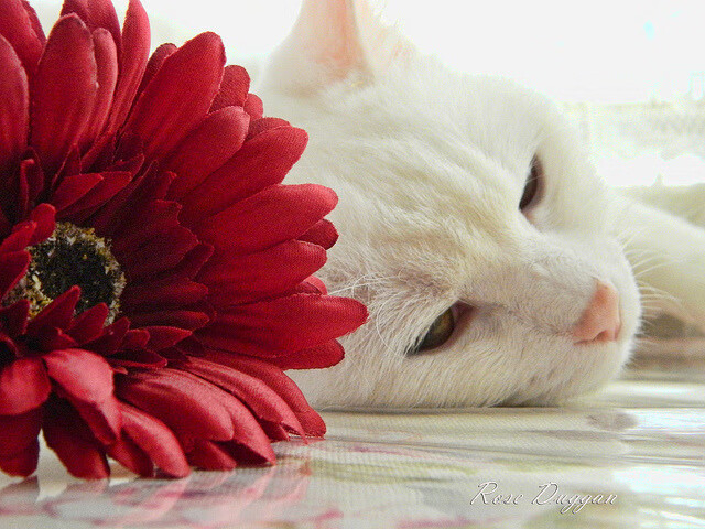 芬兰上演惊天逆转，穆勒完美评分诠释何为足球之神