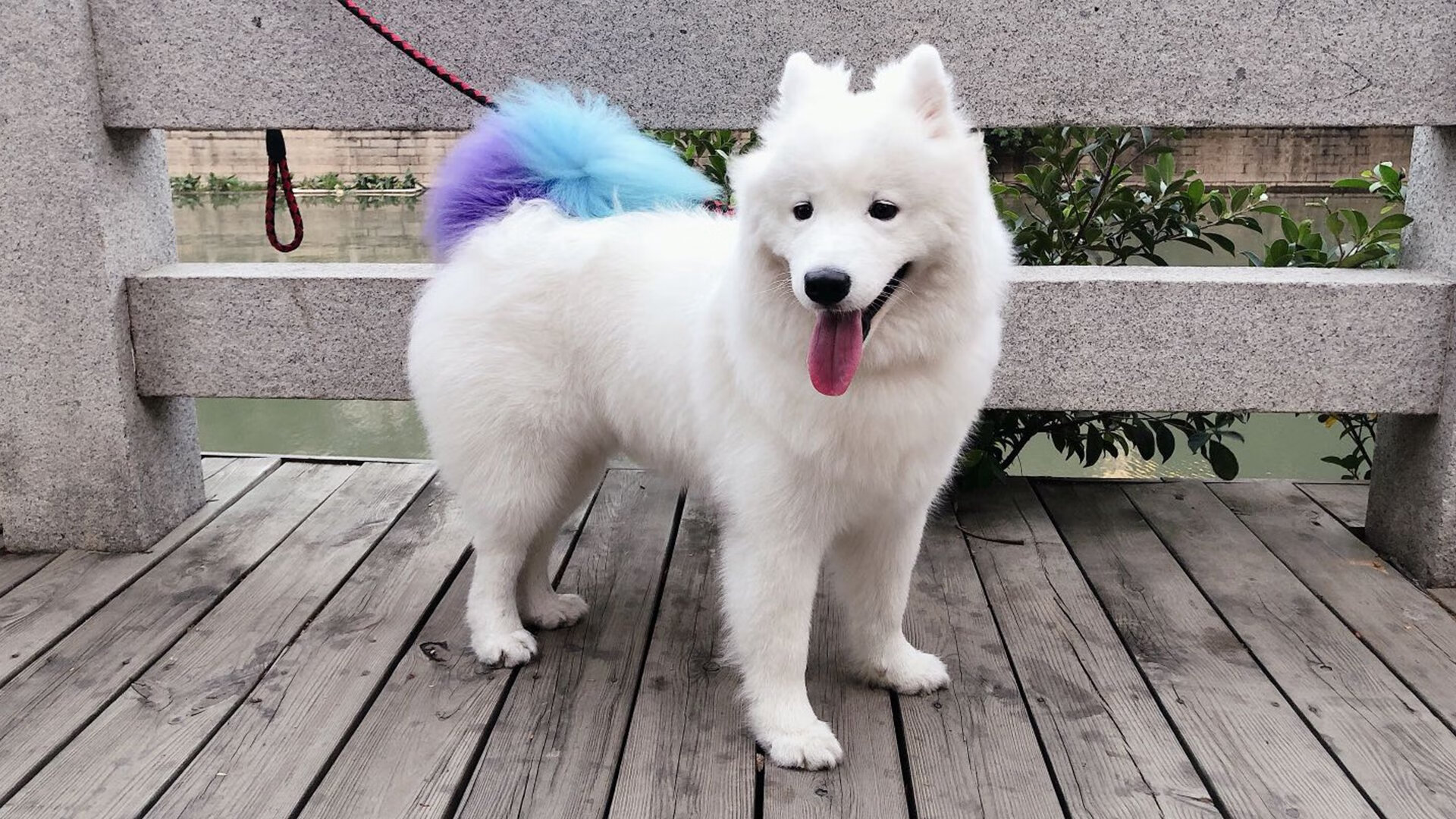 威尔士神话终章，多特蒙德铁蹄踏碎红龙最后壁垒